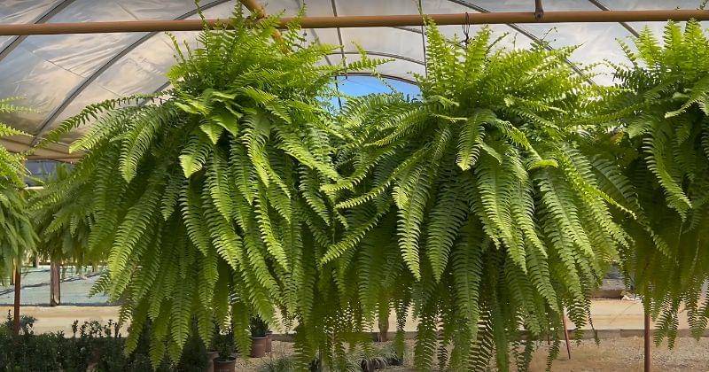 Youtube.com/plantsbymail